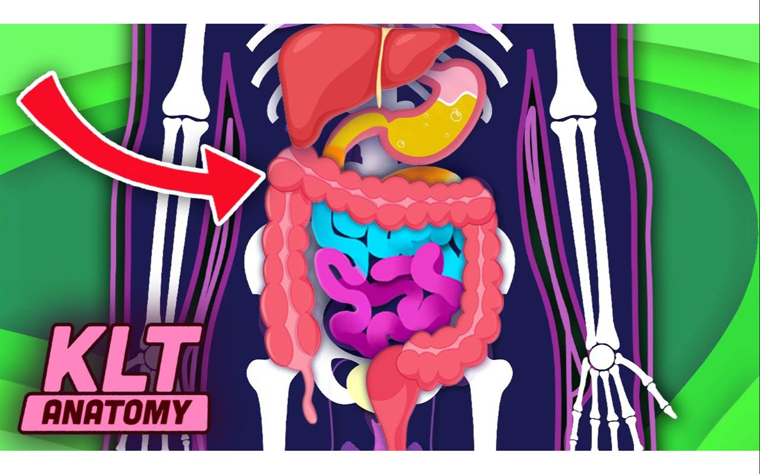 exploring your digestive system! | klt anatomy
