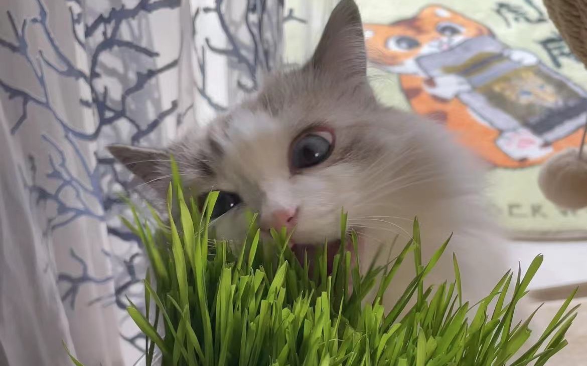 [图]keai草牌猫草，你学废了吗？