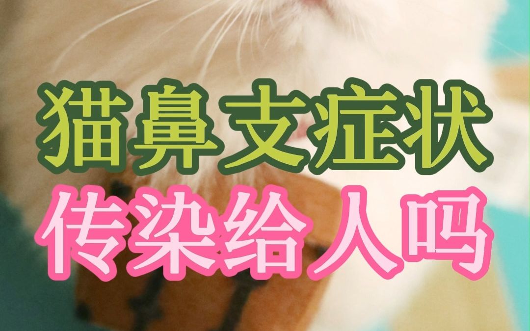 猫鼻支症状传染给人吗哔哩哔哩bilibili