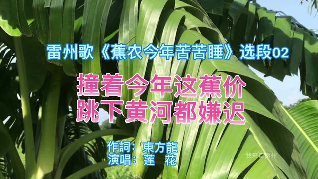 雷州歌《蕉农今年苦苦睡》之二 撞着今年这蕉价 跳下黄河都嫌迟