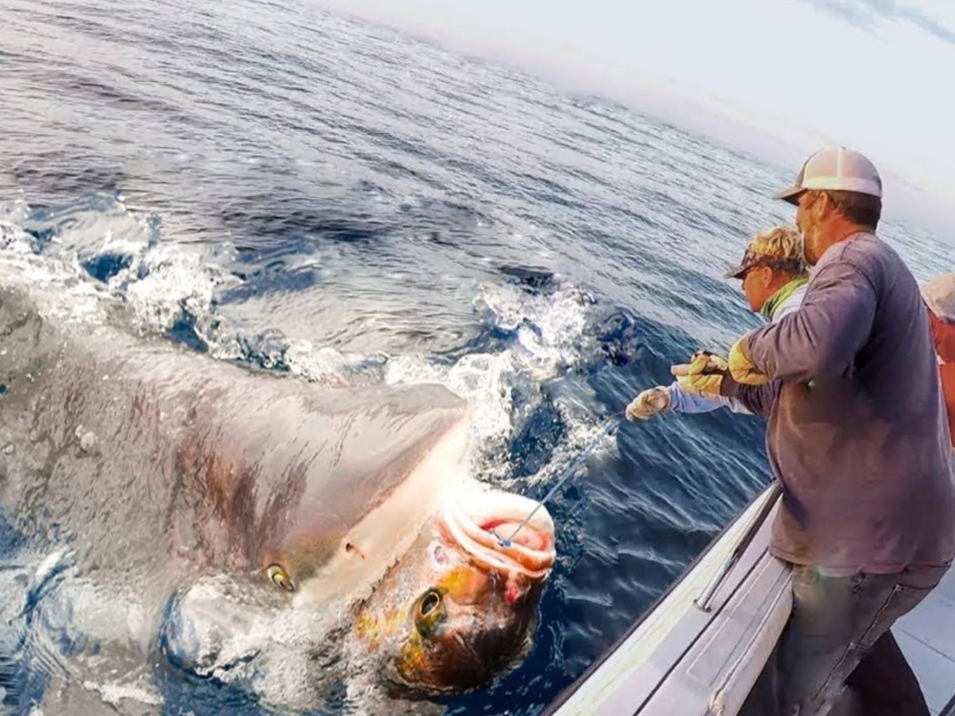 国外捕鲨鱼:捕捉数百吨巨型鲨鱼和加工鲨鱼的过程