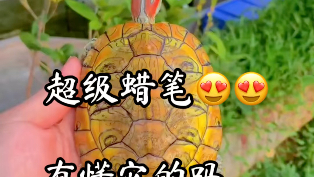 变异巴西龟 #蜡笔巴西龟 #爱养龟爱生活