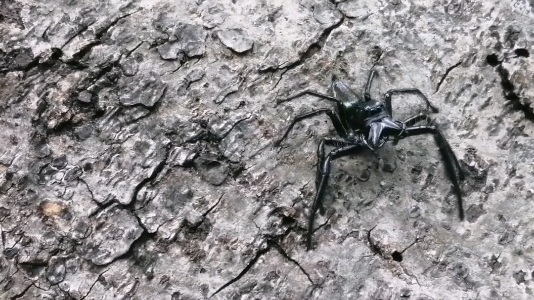 科学界公认,全世界最大的跳蛛<狮王>Hyllus giganteus,体长1.8至2.5cm,足展5cm+,原产印尼!(视频原创 蛛行者 华帅 2022.7月哔哩哔哩bilibili