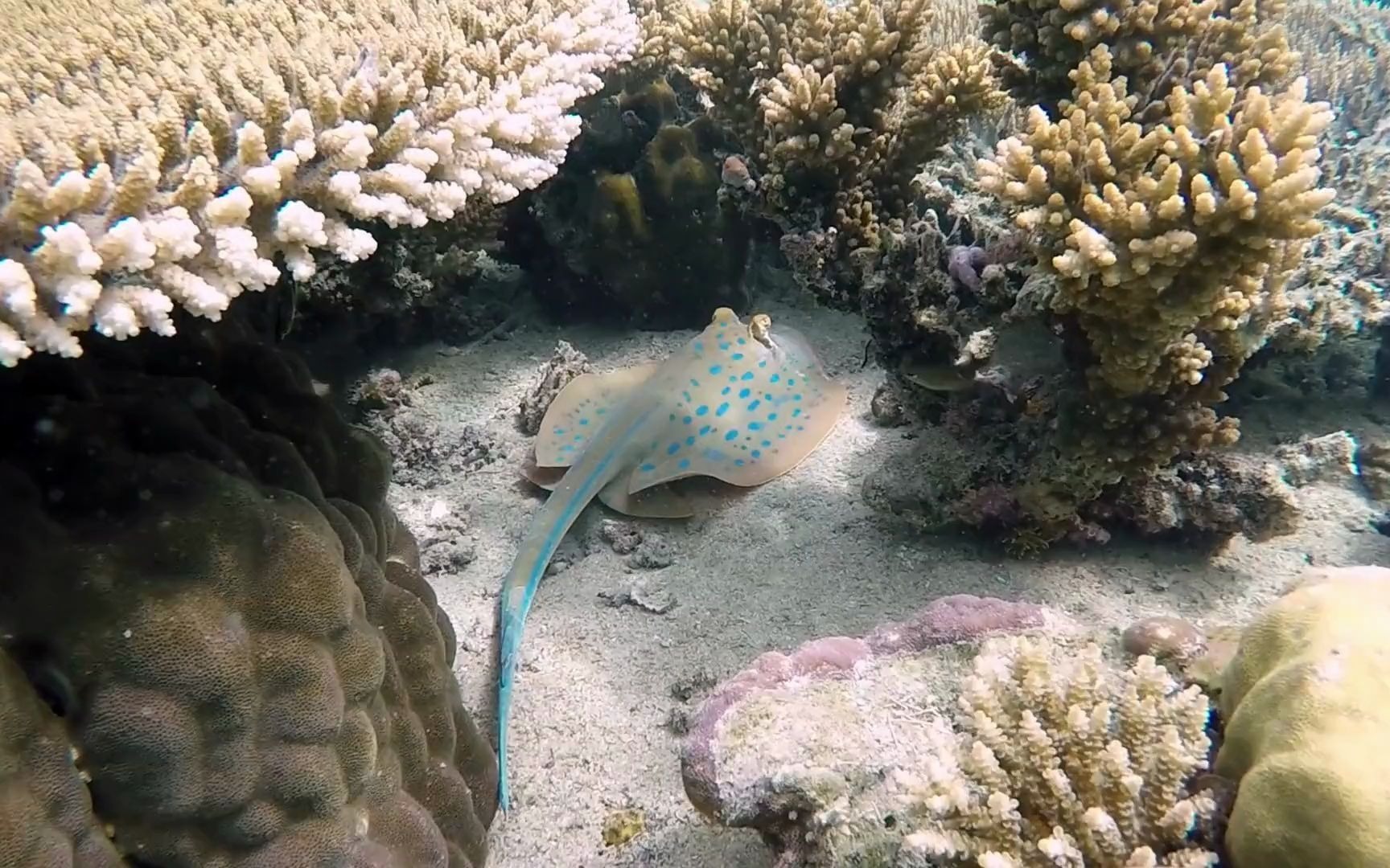 空镜视频素材 海洋世界海底世界珊瑚海洋生物素材分享哔哩哔哩bilibili