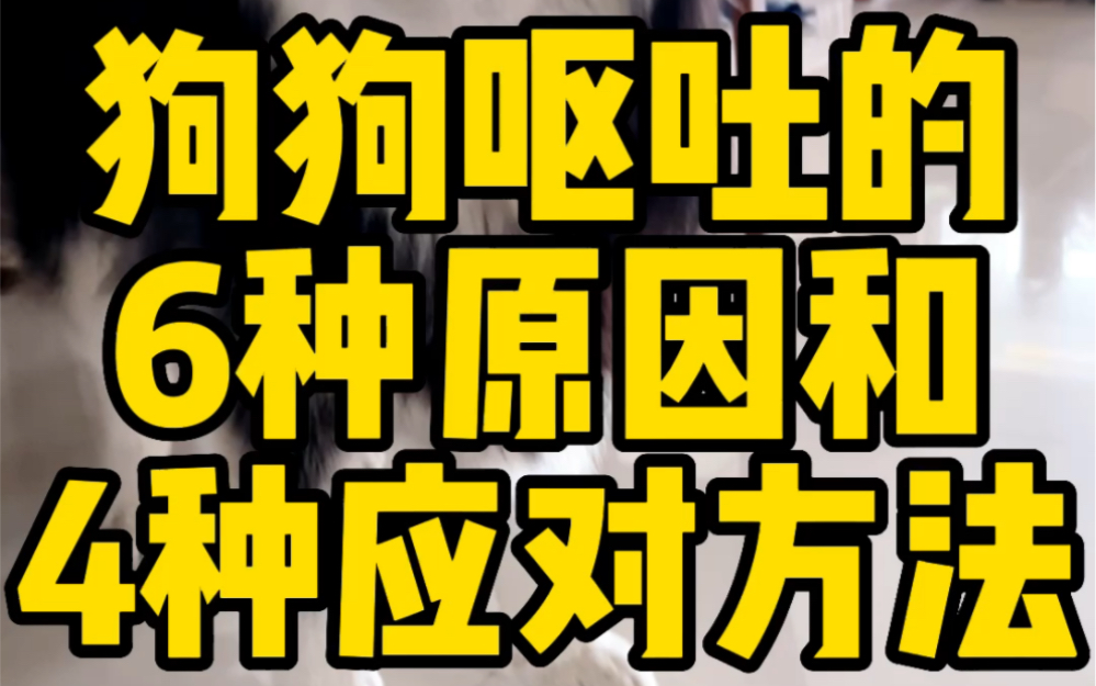 狗狗呕吐的6种原因和4种应对方法哔哩哔哩bilibili