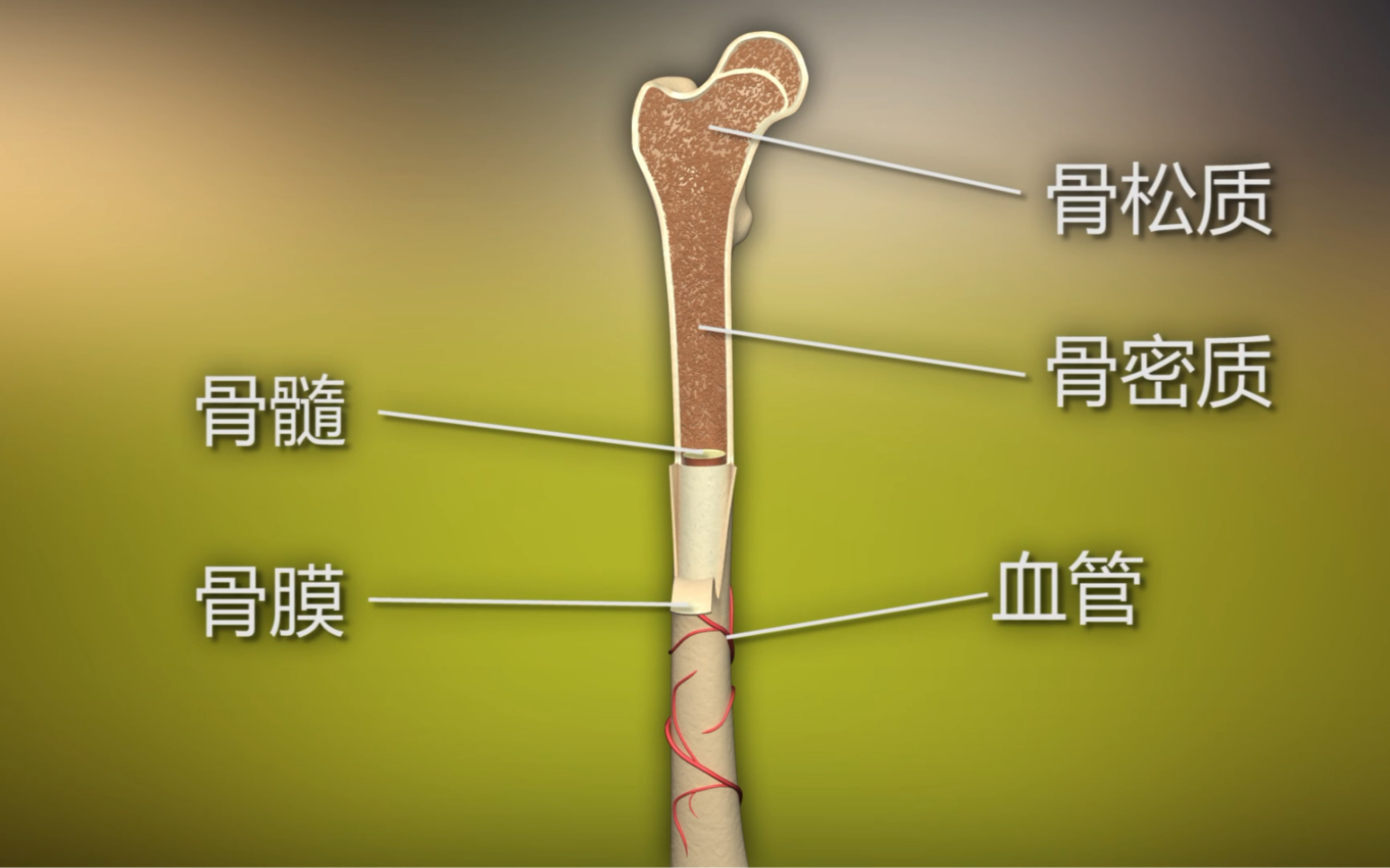 [图]动物组织病理学-骨组织的再生