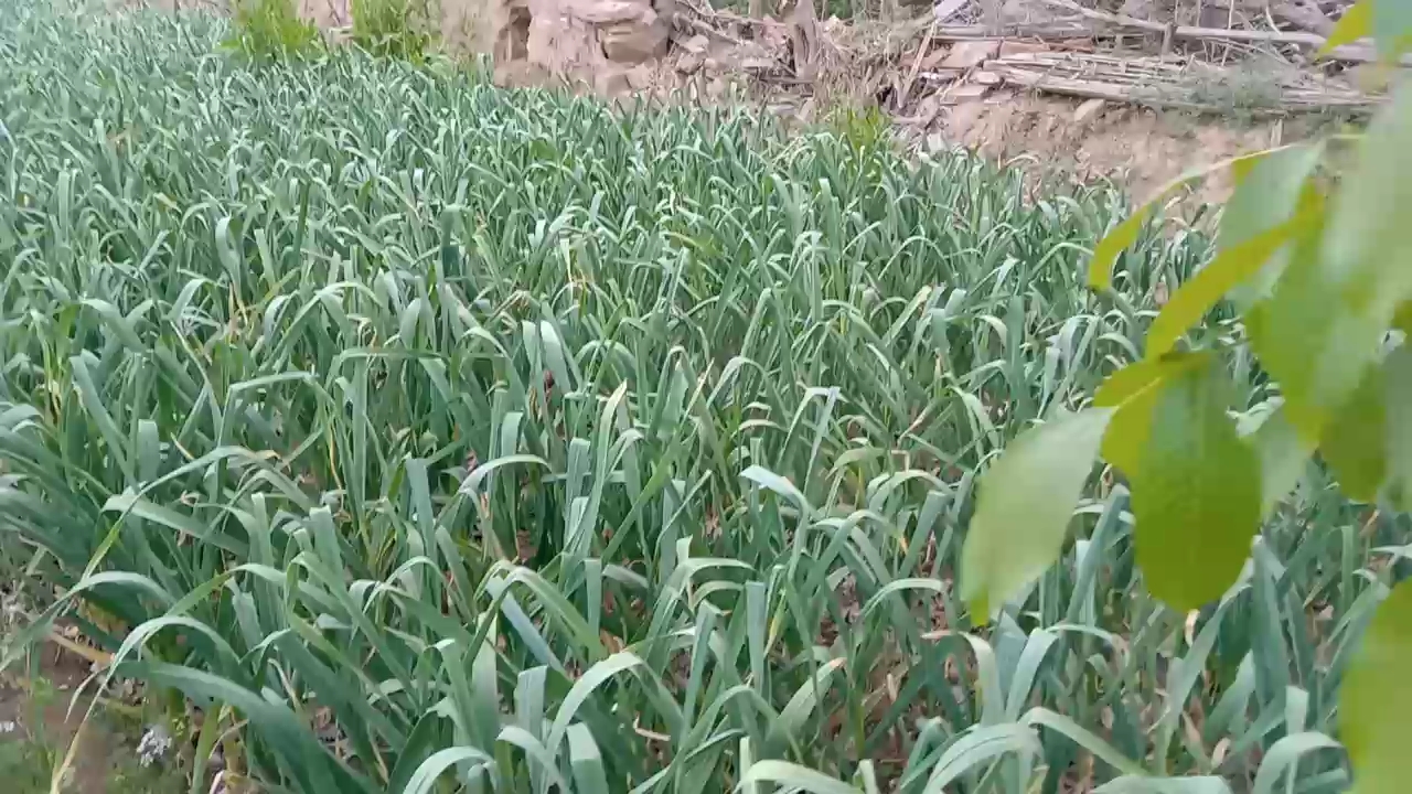 [图]初夏的菜园，蒜苗，油麦，韭菜，莙打，芫荽香菜，青菜，小葱，籽葱，黄瓜，豆角，西瓜，甜瓜，枸杞，核桃，羊角蜜