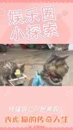 Télécharger la video: 《从偷吃小金鱼到劳改猫：丧彪的救赎之路》