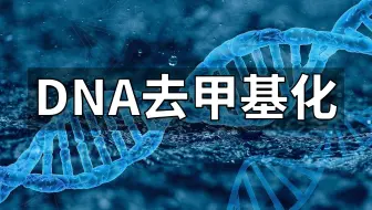 表观遗传系列-4. DNA去甲基化：努力和躺平，或许是殊途同归