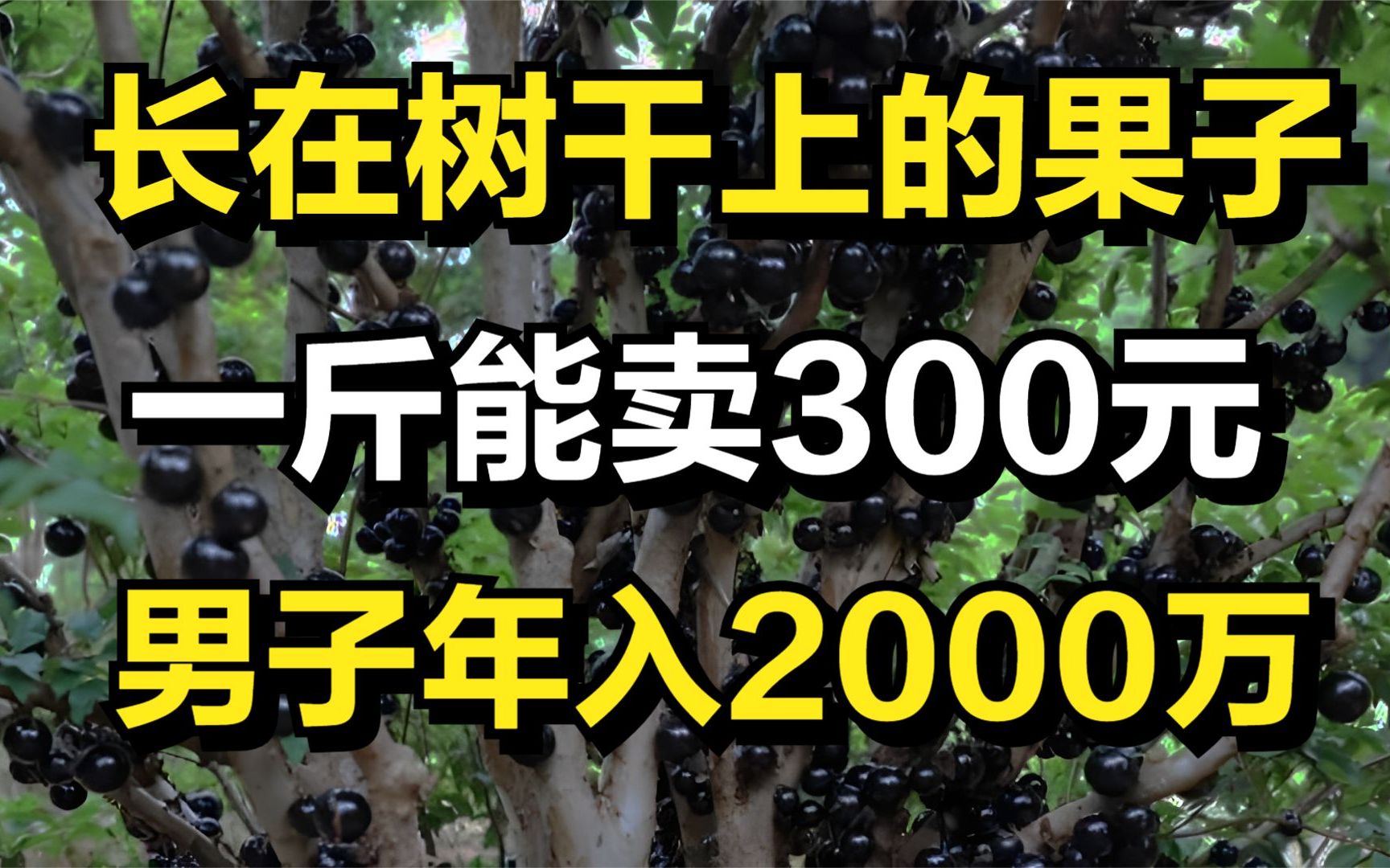 大叔种植神奇果子,一斤果子能卖300元,年收入达2000多万元!哔哩哔哩bilibili