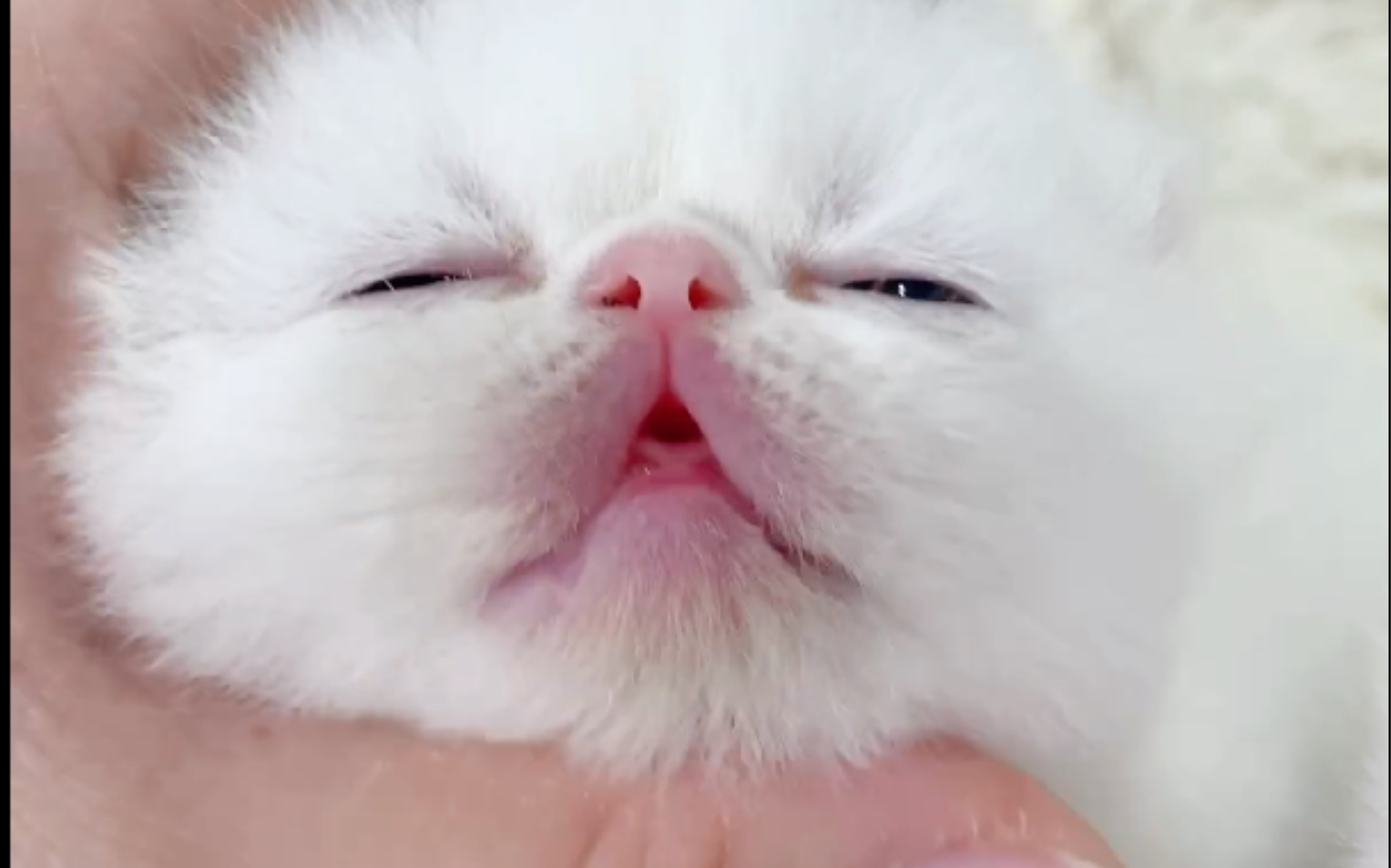 奶里奶气小奶喵