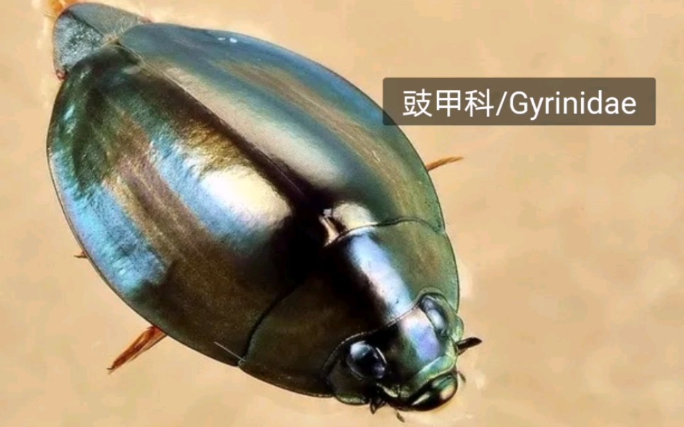 【豉甲科/Gyrinidae】瓶盖游泳记录.哔哩哔哩bilibili