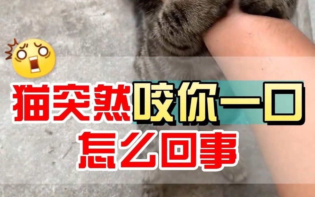 猫突然咬你一口怎么回事哔哩哔哩bilibili