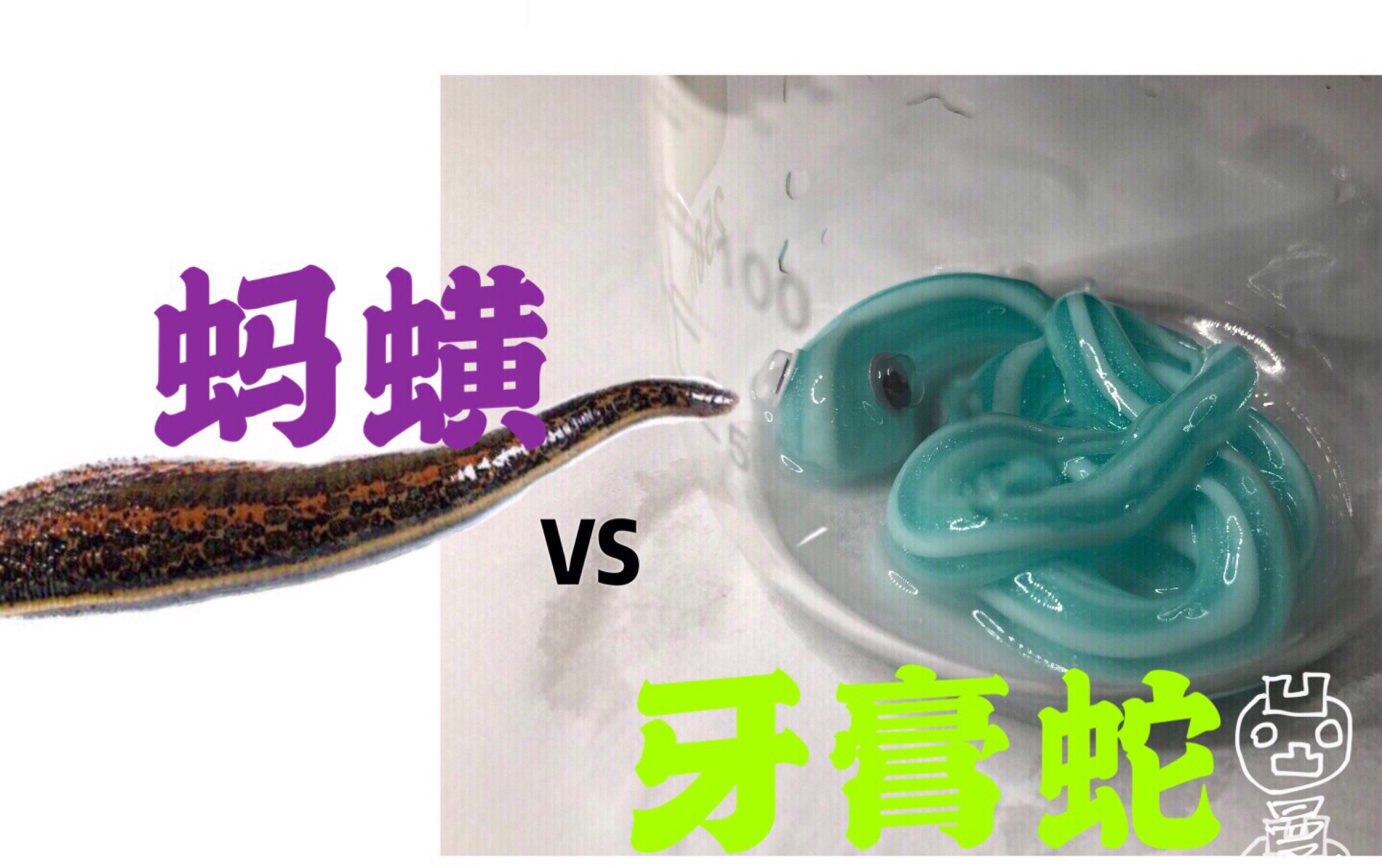 这up主用蚂蟥(水蛭)vs牙膏蛇,最后结果如何呢?