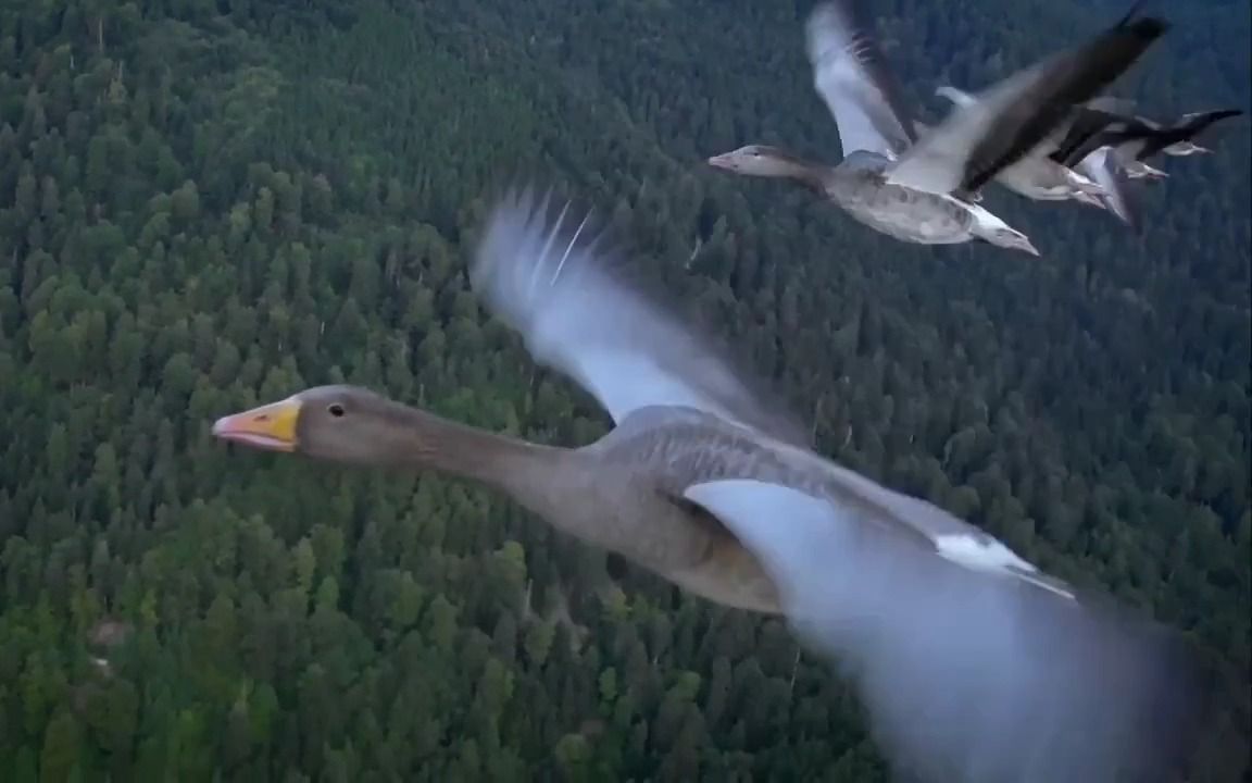 [图]【纪录片】候鸟的秘密航线（The Secret Routes of Migratory Birds，机翻中字）