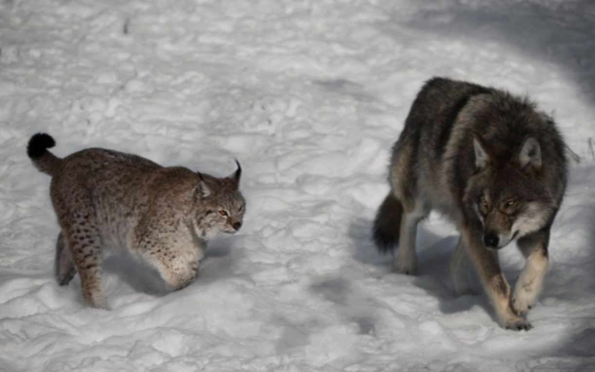 成年狼单挑猞猁,谁将更胜一筹?看完就全都懂了!