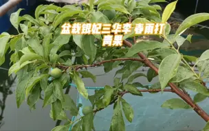 下载视频: 盆栽银妃三华李 春雨打青果