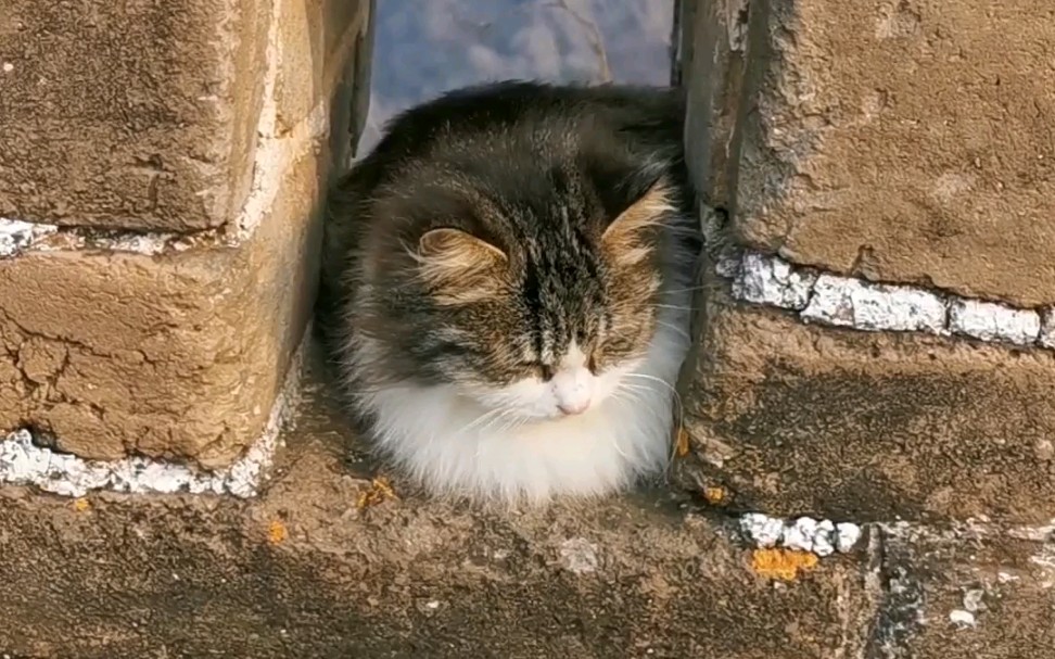 长城上的流浪猫_哔哩哔哩_bilibili