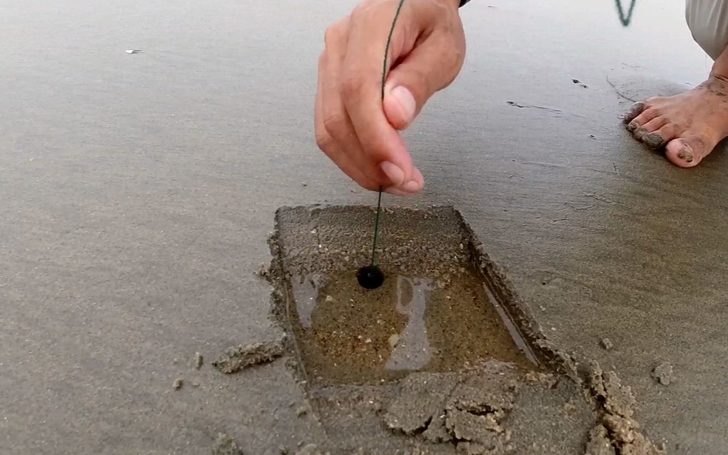 这种稀奇的黑白皮皮虾,想吃全靠一根绳钓,毫无压力捡不停