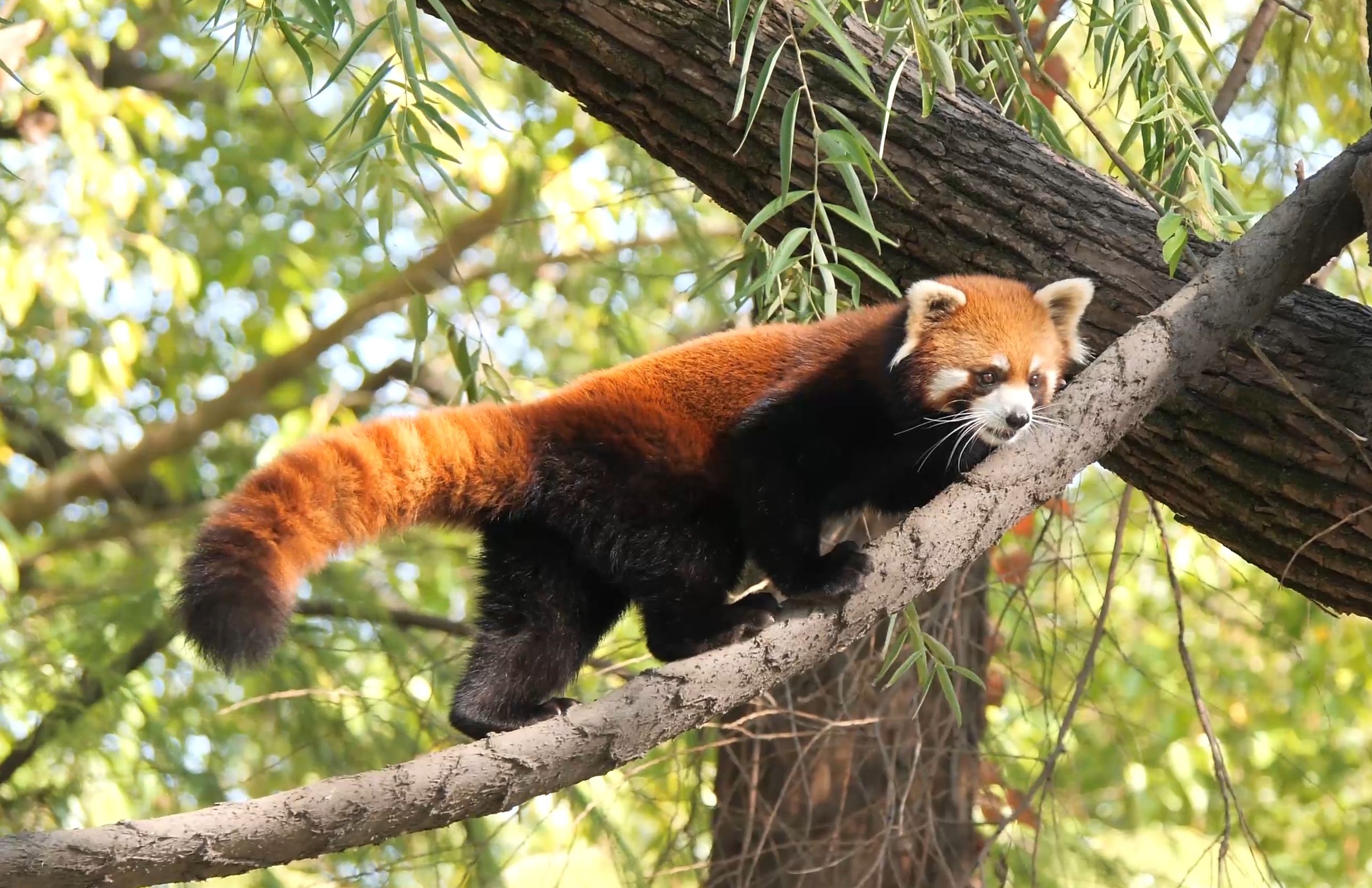 修了索道后,带零食回家方便多了【小熊猫】