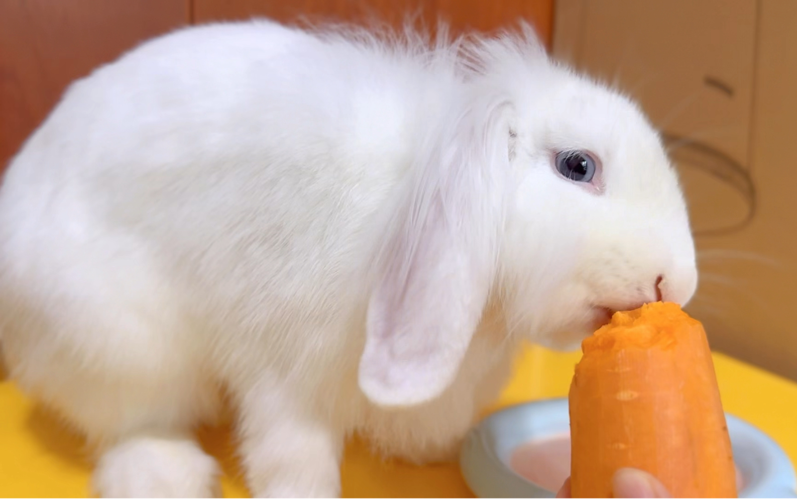 兔兔不吃胡萝卜大型打脸现场