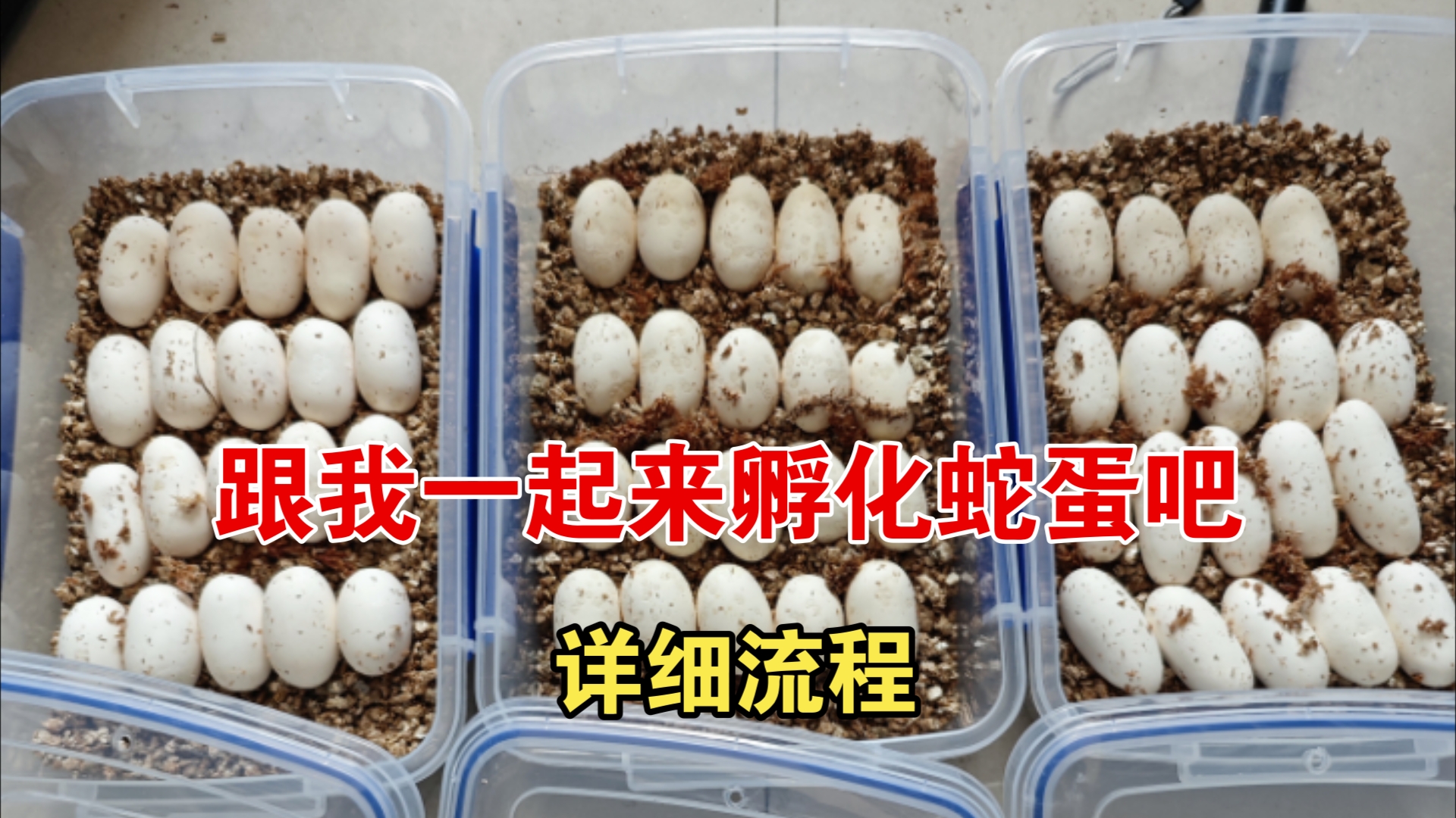 宠物蛇蛋的孵化,你学会了吗