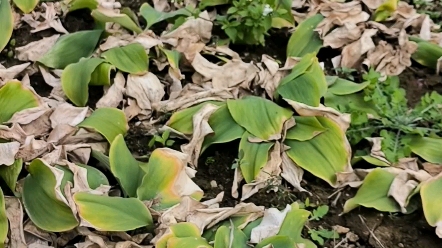 沙姜功效究竟有多强大(探究沙姜功效的神奇秘密)