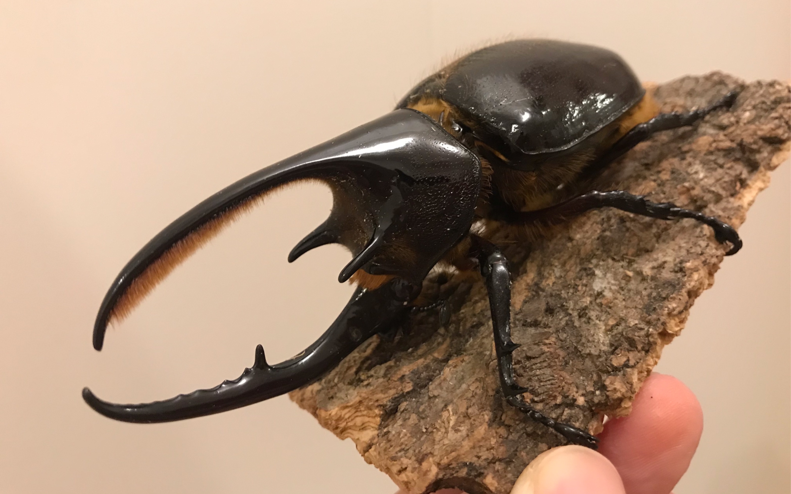 选出你认为颜值最高的兜虫