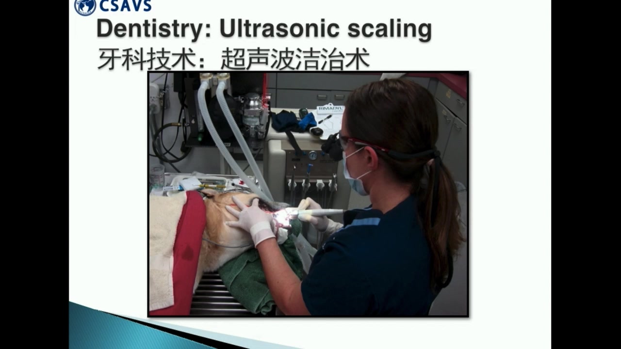 [图]助理兽医师资格证 【csavs】兽医助理培训课程 口腔解剖学病理学和牙科图表 老师精讲完整版 兽医