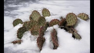 野狐团扇Opuntia pycnantha 仙人掌科仙人掌属多肉植物，野狐仙人掌生长