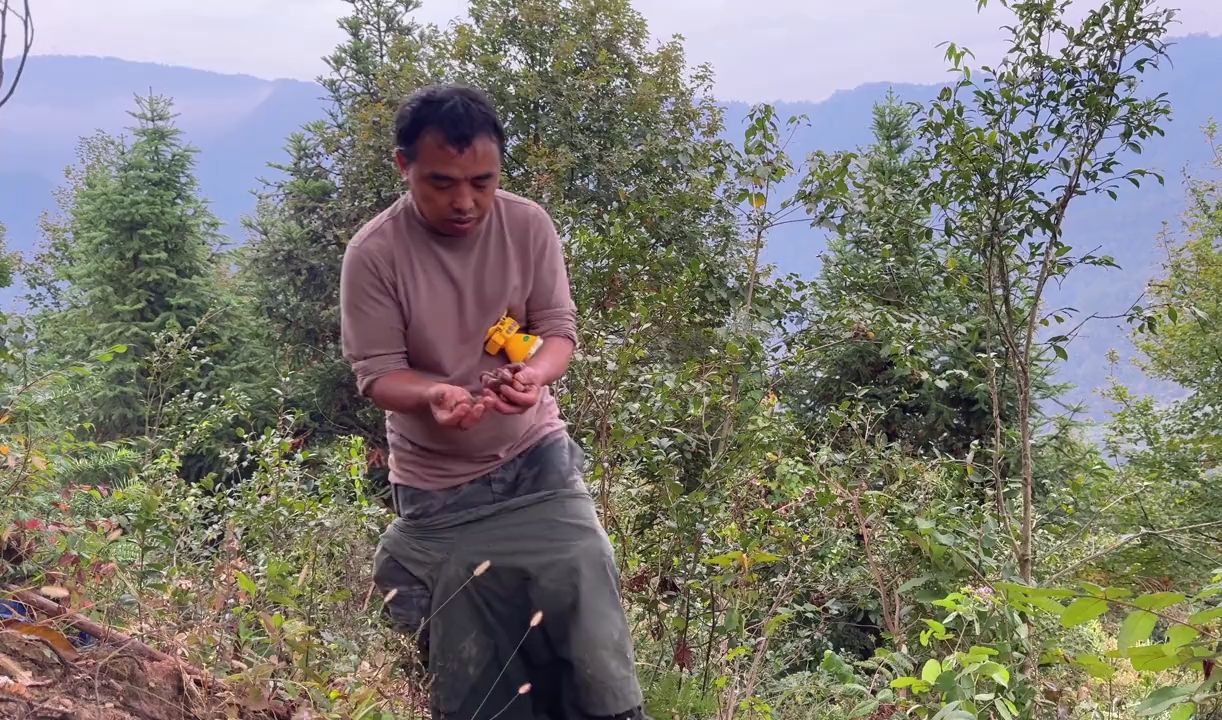 湖南大山又到睡不着的季节,天没亮就进山捡板栗哔哩哔哩bilibili