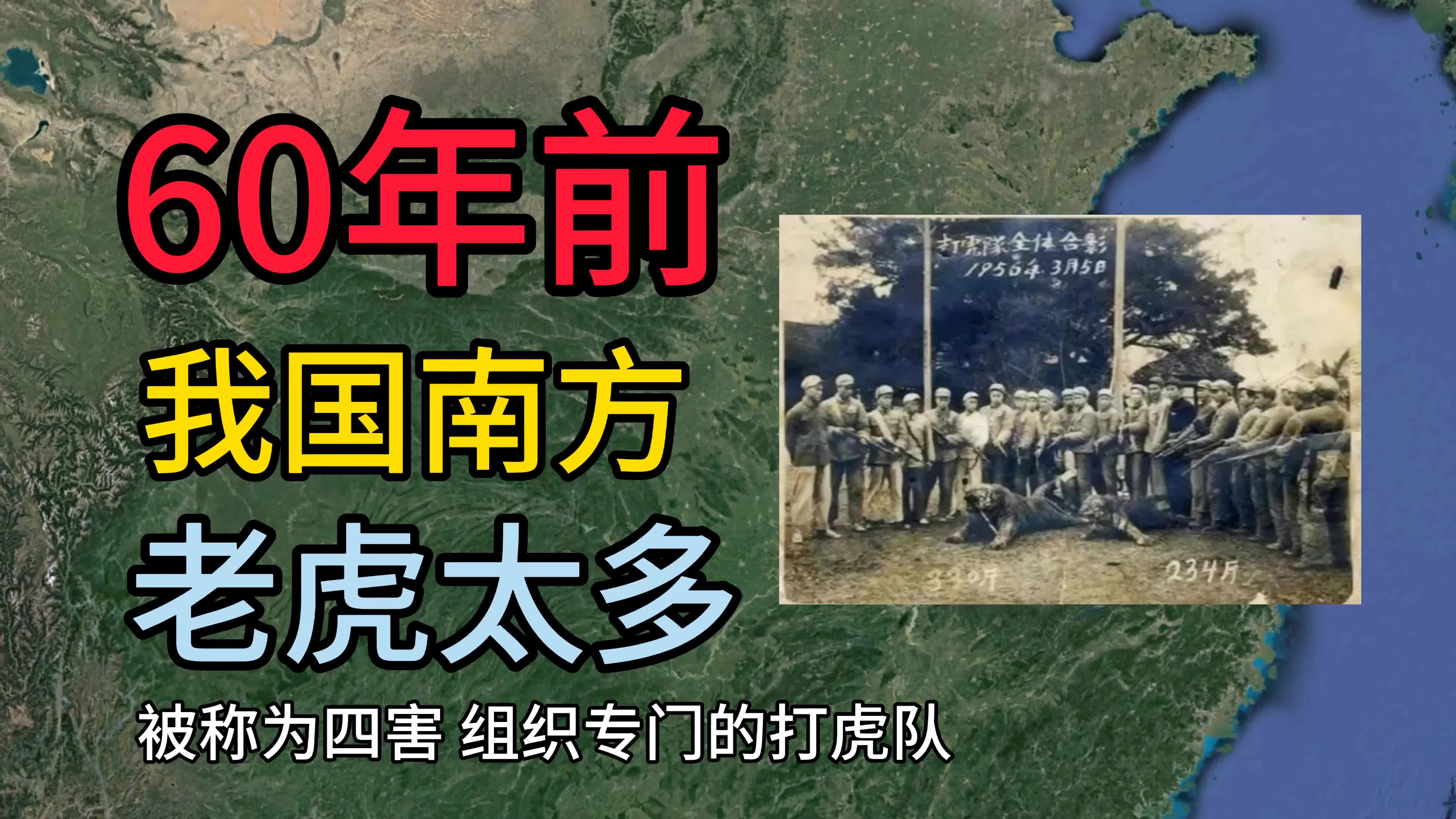 [图]60年前我国南方老虎太多，被称为四害，甚至还组织专门的打虎队