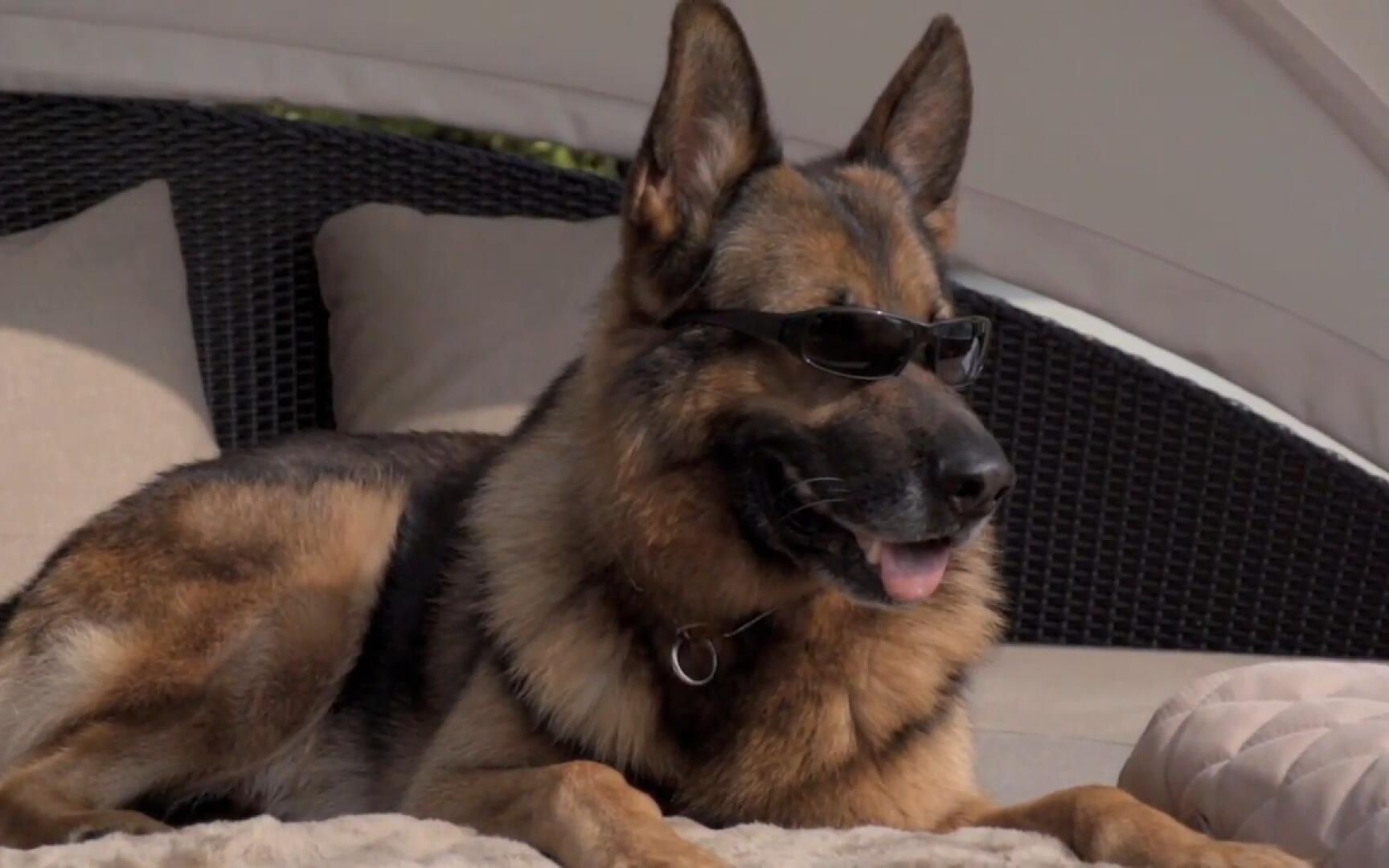 世界上最有钱的狗继承父亲遗产如今身价24亿住豪宅坐豪车