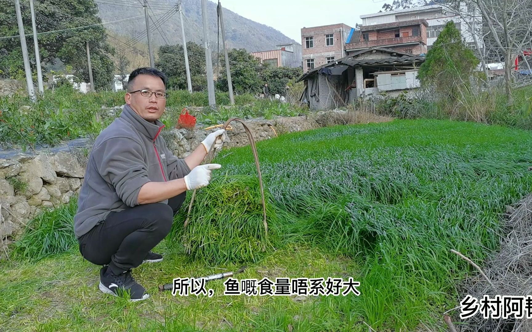 想养出肉质鲜美的氹仔鱼,种草很关键!黑麦草鲜嫩肥美,鱼超爱吃哔哩哔哩bilibili