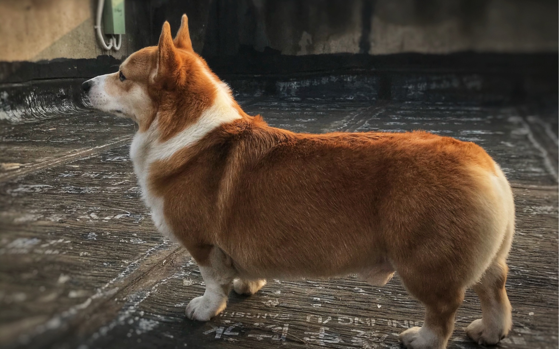 武汉封城第6日,小麻狗的遛弯冒险记^^_哔哩哔哩_bilibili