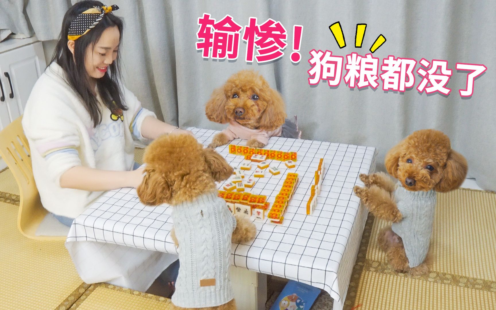 宅家狗狗有多无聊?天天拉主人打麻将,连牛肉粒都输光了!