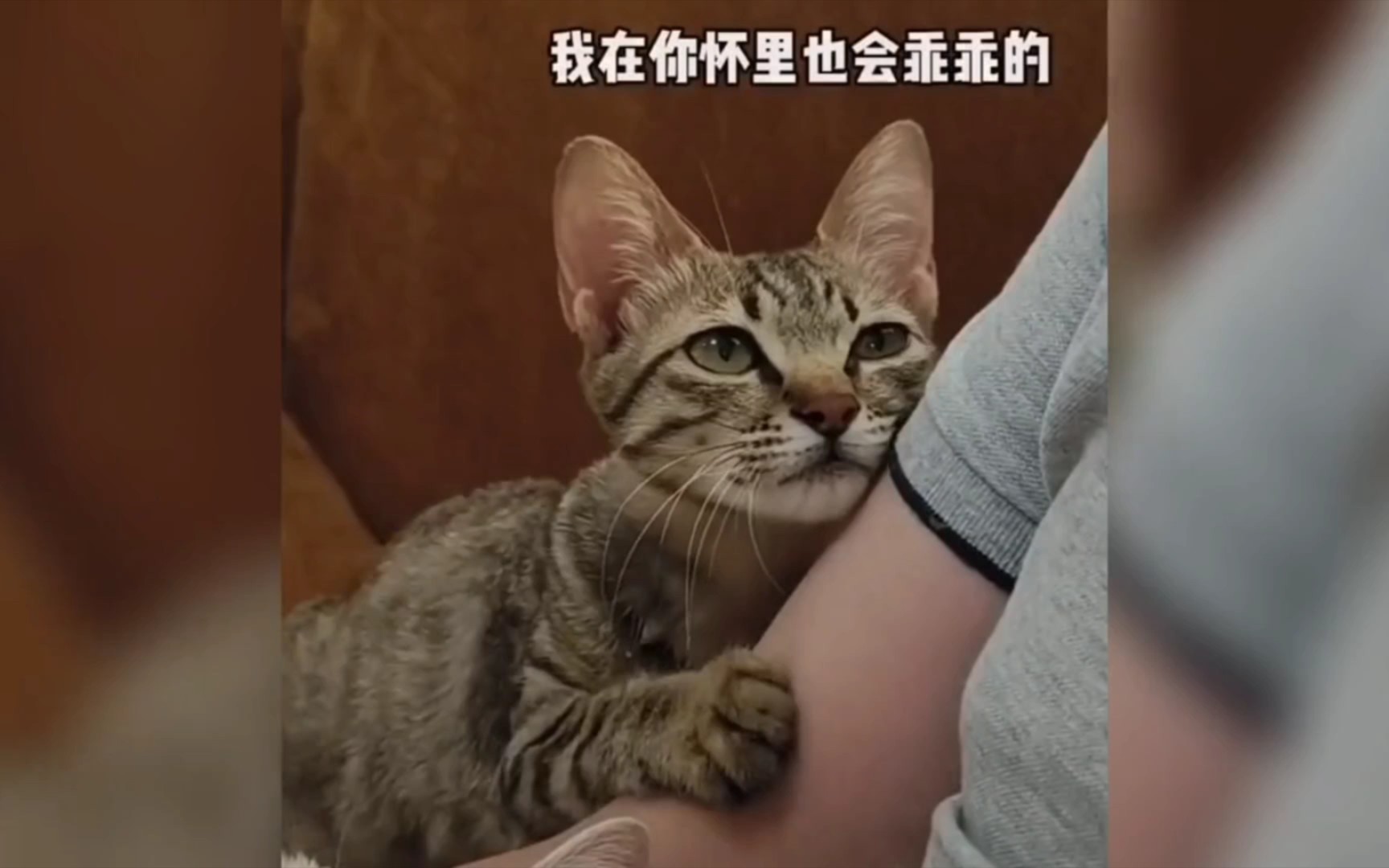 [图]妞妞，一只被人类救赎却始终自卑又敏感的流浪猫！