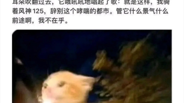 姜黄色的猫哔哩哔哩bilibili