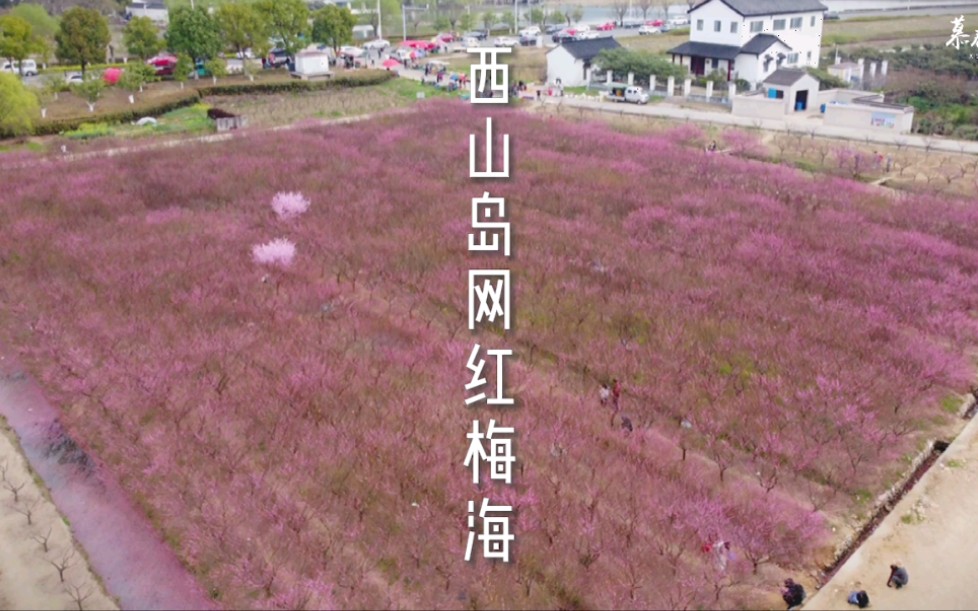 [图]苏州太湖西山岛网红梅海，消夏湾梅园！