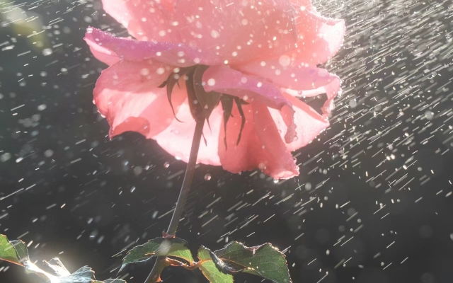 [超高清] 金风玉露, 但雨中玫瑰