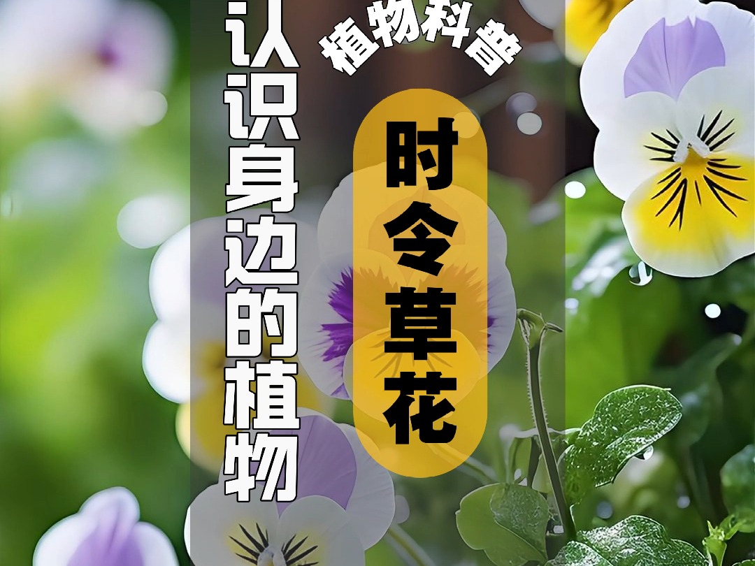 植物科普 I 时令草花哔哩哔哩bilibili