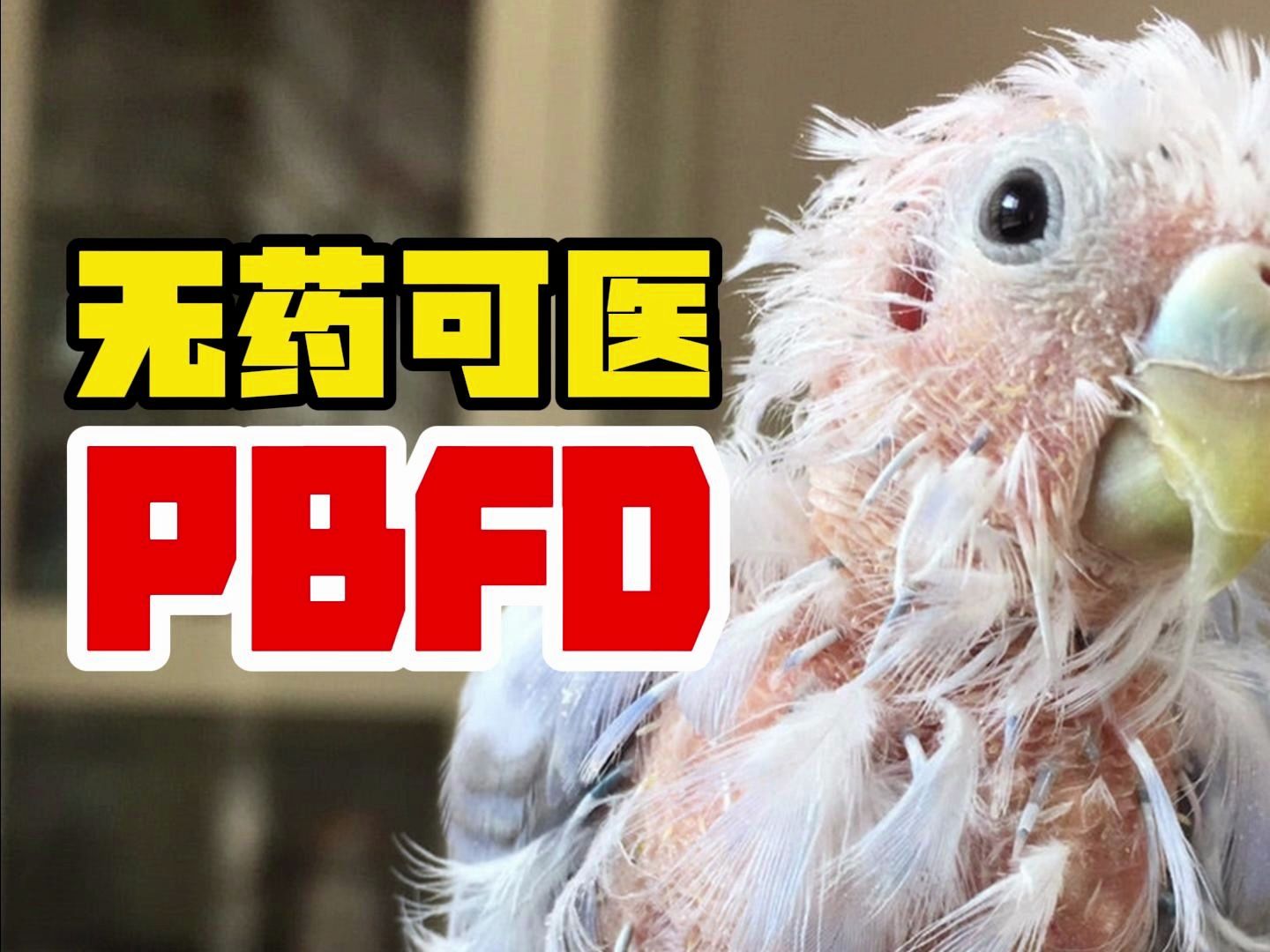 无药可医的鹦鹉喙羽症:PBFD哔哩哔哩bilibili