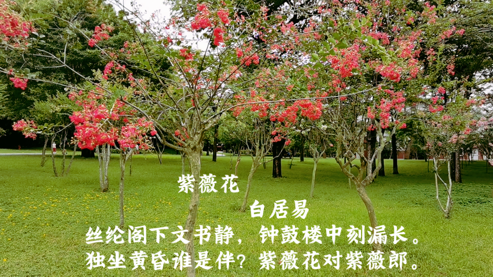 紫薇花开的季节赞美紫薇花的绝美古