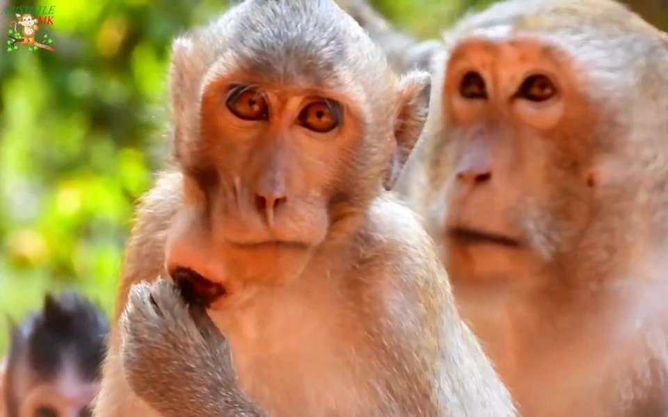 猴子的下巴处长了大肿瘤,猴妈妈对它不离不弃.神奇动物在抖音