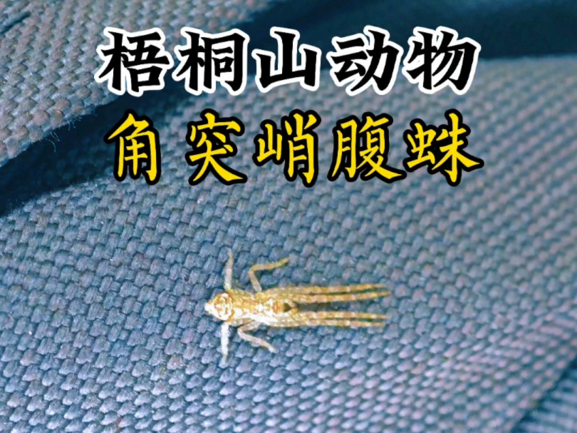 梧桐山爬行动物小蜘蛛角突峭腹蛛韦氏波斑蛛树盗蛛细纹猫蛛哔哩哔哩bilibili