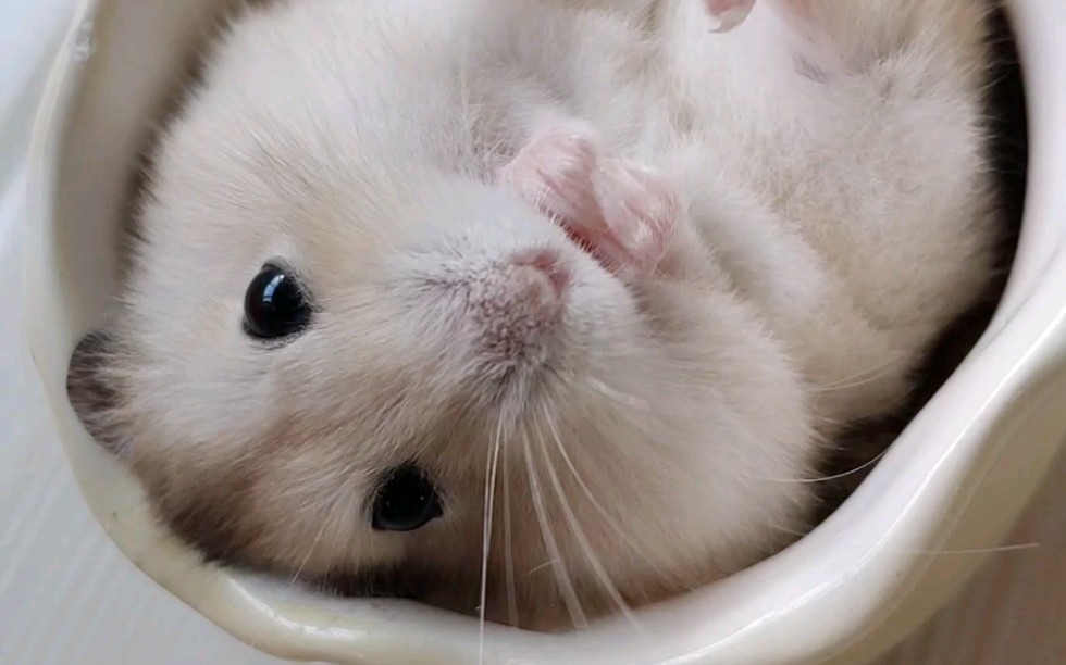 布丁仓鼠营业的蛋挞