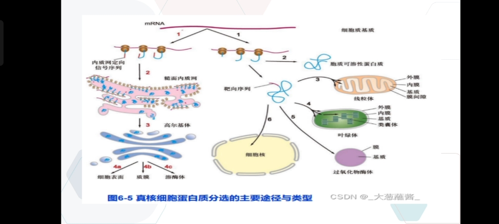 真核细胞蛋白质分选的主要途径与类型