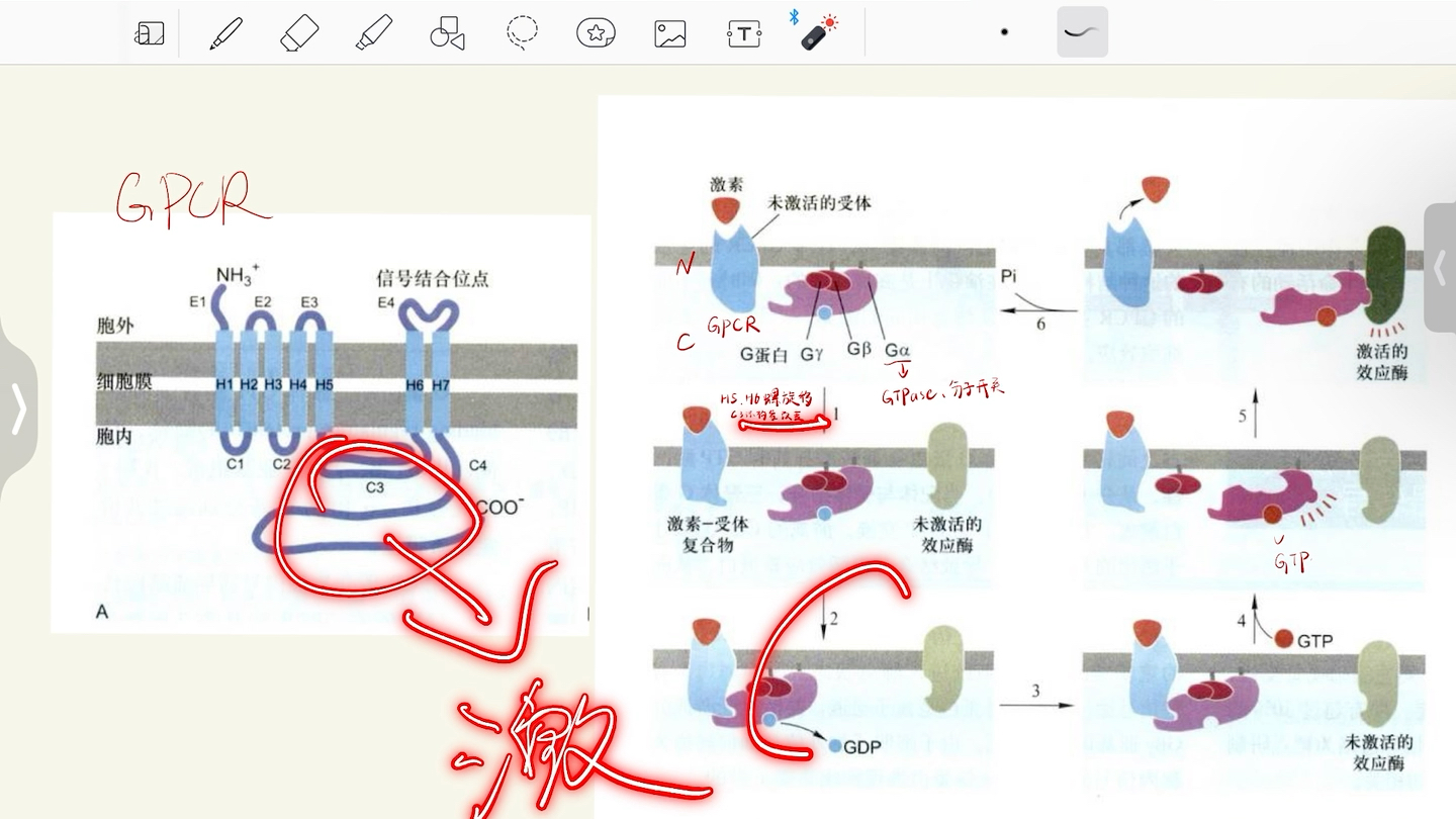 信号转导— G蛋白偶联受体,cAMP促进糖原讲解,霍乱毒素,硝酸甘油缓解心绞痛(NO)哔哩哔哩bilibili