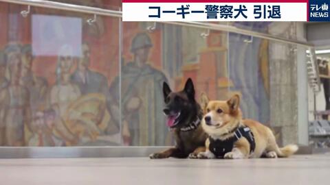 东京电视台 06 30 俄罗斯人气柯基警犬光荣退休 コーギーの警察犬が引退 ロシアで大人気 哔哩哔哩 Bilibili