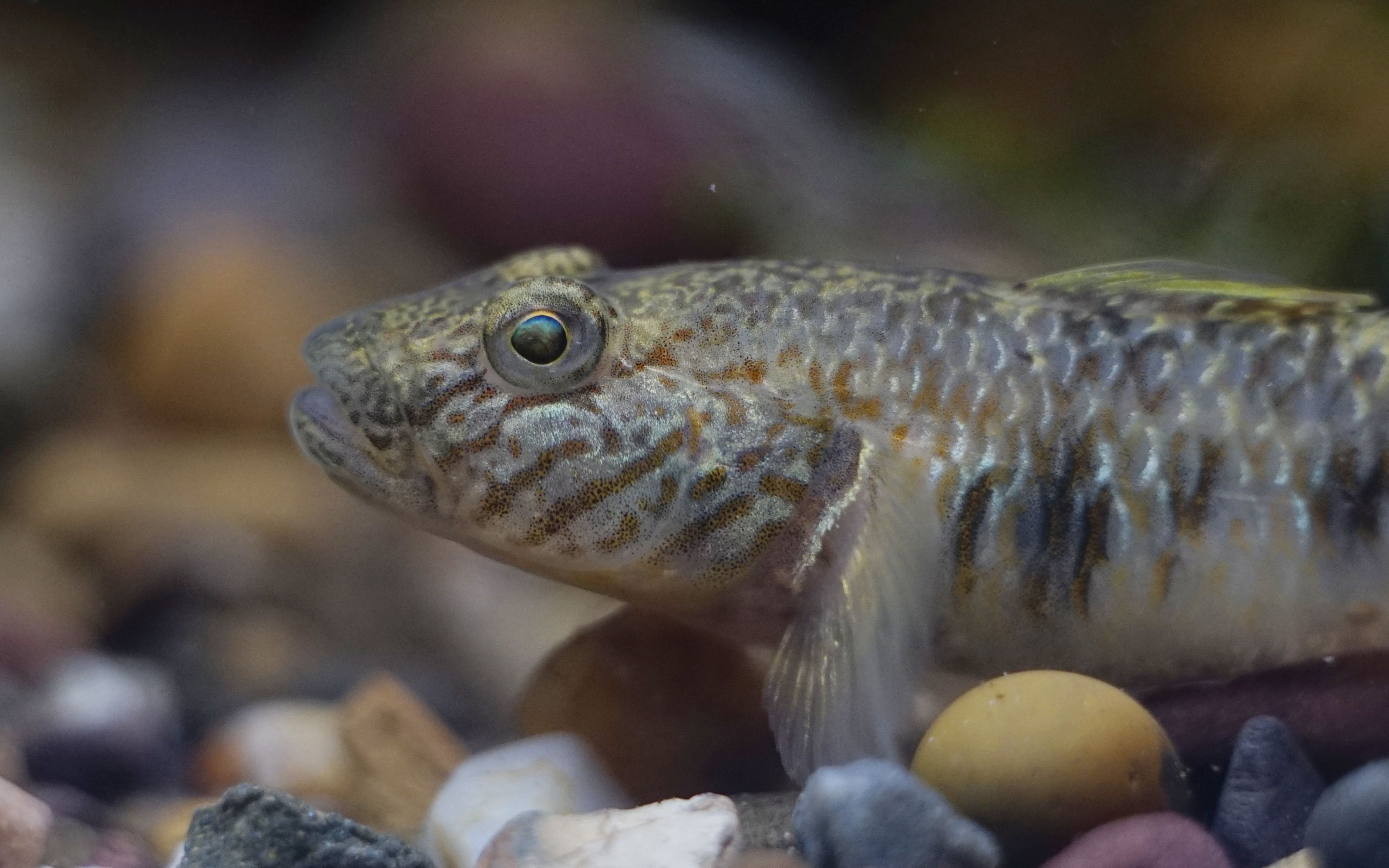 微距视角下的子陵,高体,斗鱼,条纹小鲃